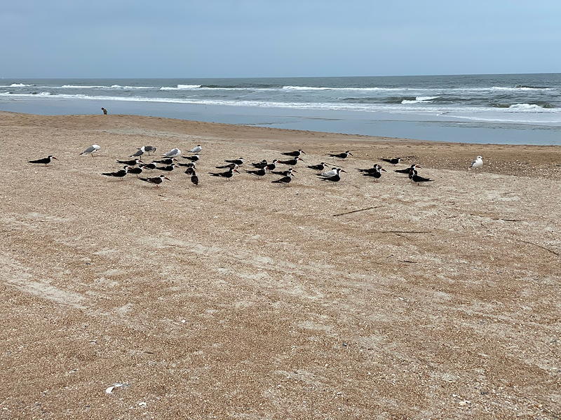 We saw quite a few birds on St. Augustine Beach in Florida. These appear to be Black Skimmers.