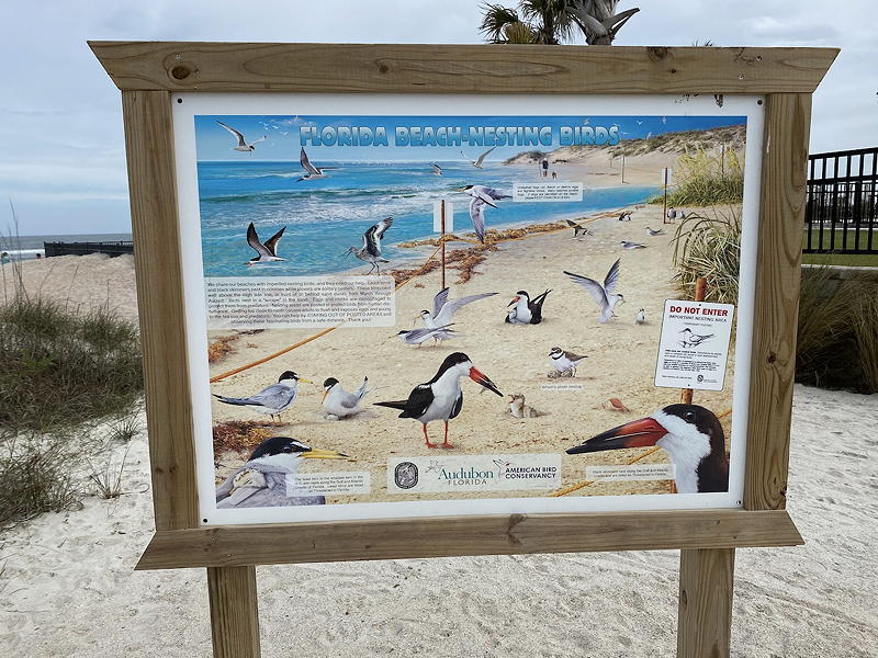 There are quite a few nesting birds at St. Augustine Beach.