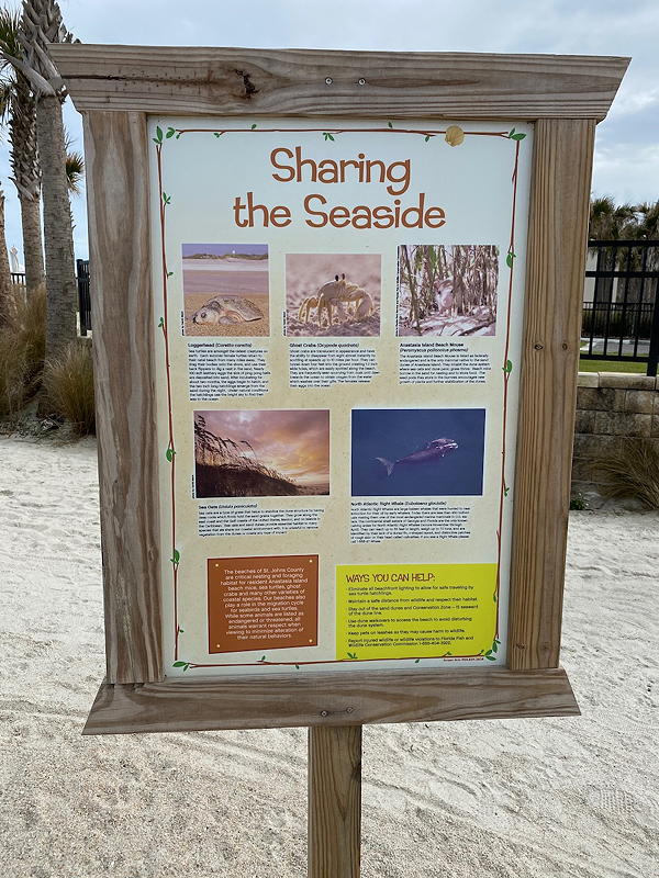 There are quite a few creatures that you might see at the seaside on St. Augustine Beach.