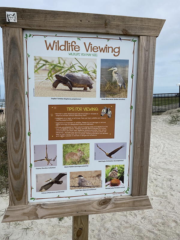 There's a lot of wildlife that you might see at St. Augustine Beach.